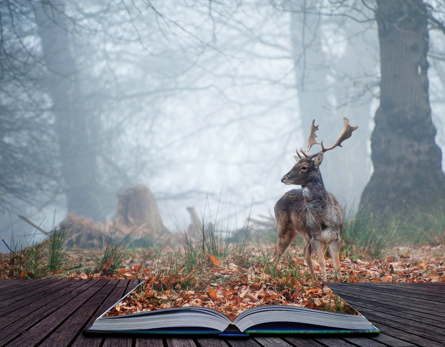 Landscape of forest in fog during Winter Autumn Fall with fallow deer roamingin pages of magical book